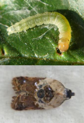Réf. 304 194 : Acleris variegana